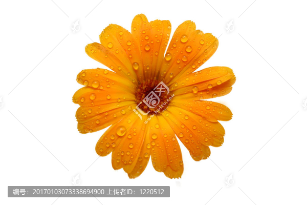 黃色濕格柏菊花白
