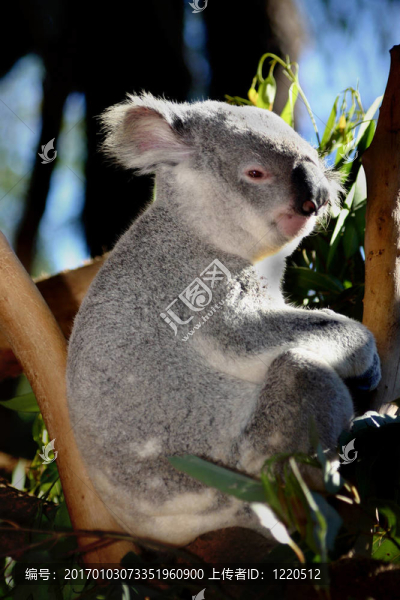 Koala在澳大利亞動(dòng)物園