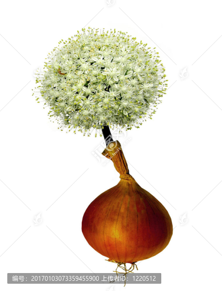 洋蔥花