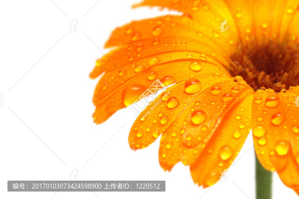 格柏雛菊宏觀液滴