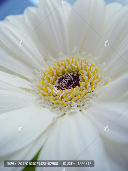 白色的花