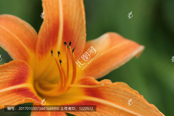 萱草