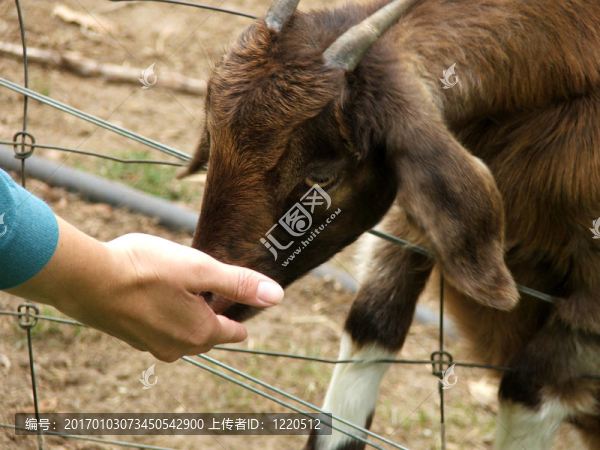 動物-山羊