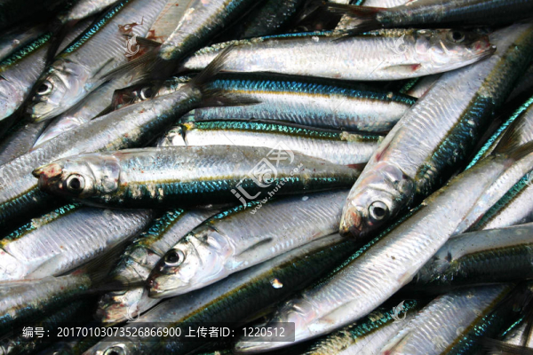 沙丁油魚