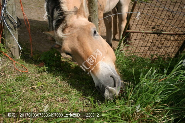 餓馬