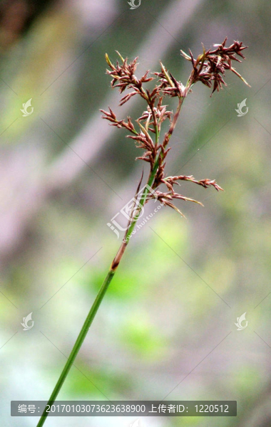 草