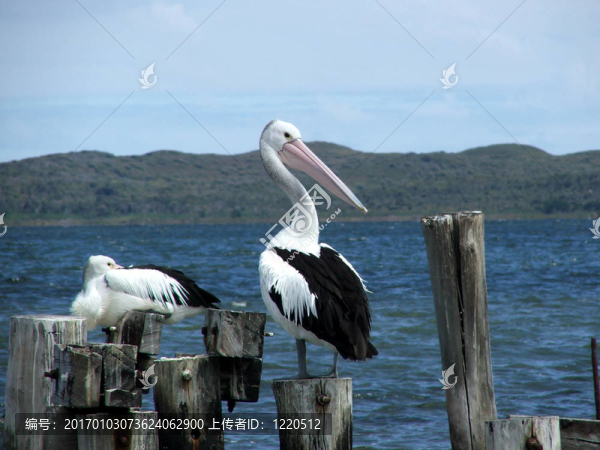 動物-,Pelican