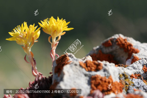 黃色的花宏
