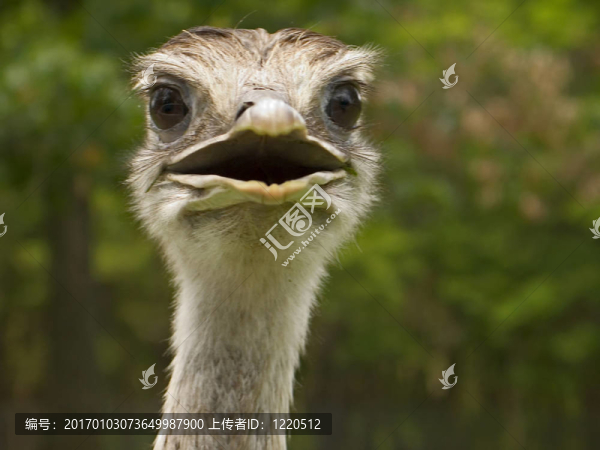鳥的大腦