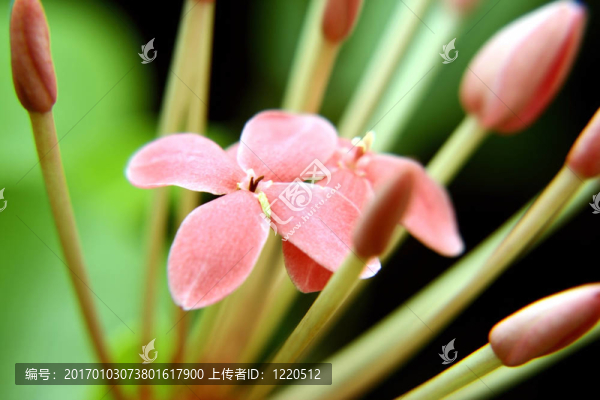 龍船花屬