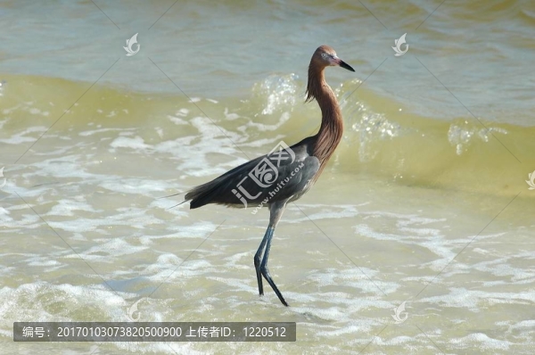 棕頸鷺