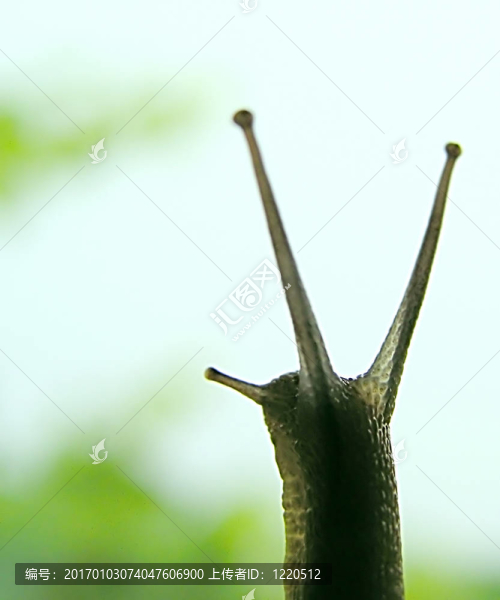 蝸牛6