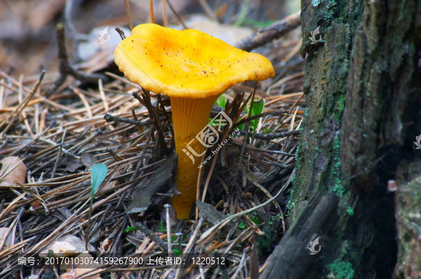 蘑菇雞油菌