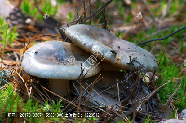 蘑菇菇