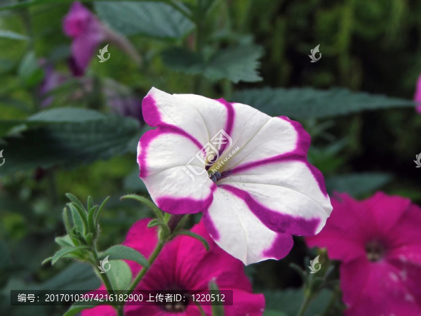 美麗的花