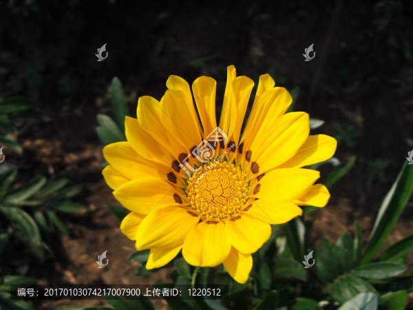 黃色的花
