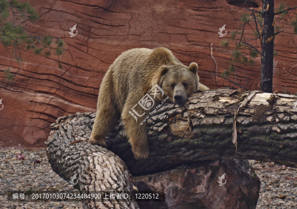 Grizzly,Bear休息