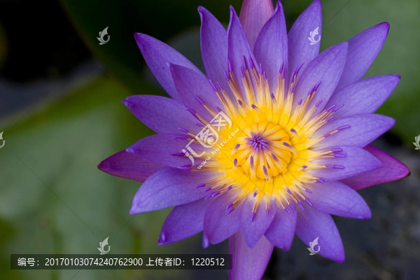 蓮花