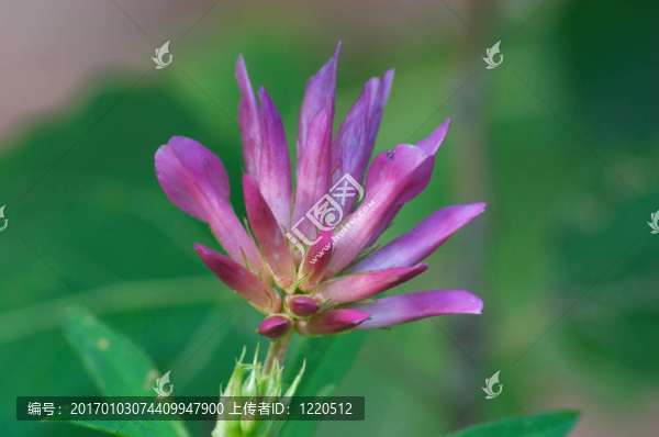 三葉草的花