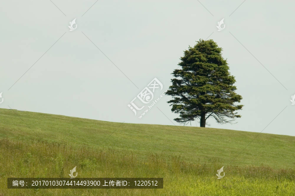 孤獨的樹