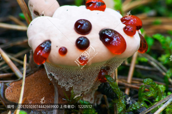 未知的蘑菇