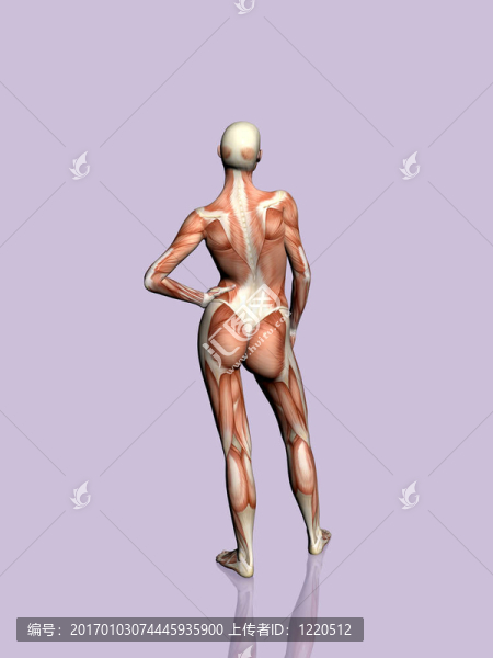 女人解剖。