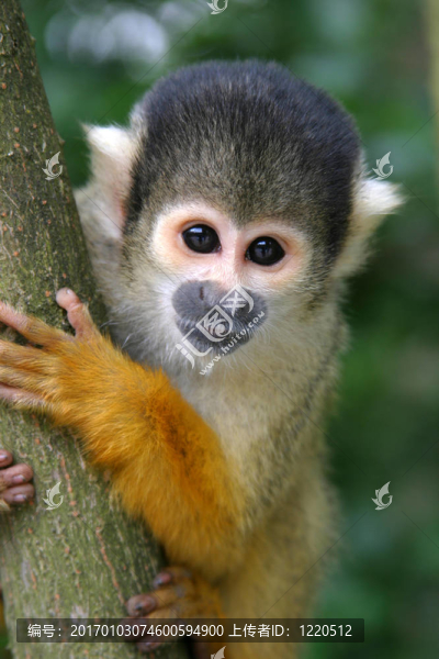 可愛的squirrelmonkey