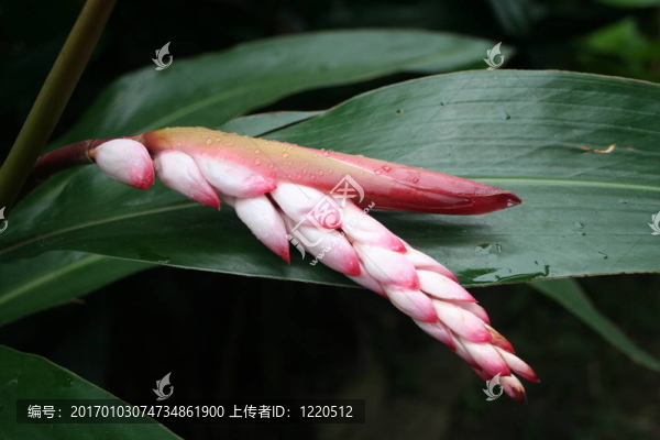 熱帶雨林的花
