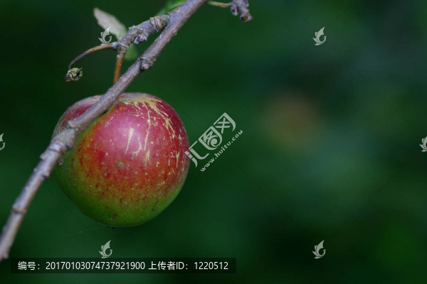 一個蘋果