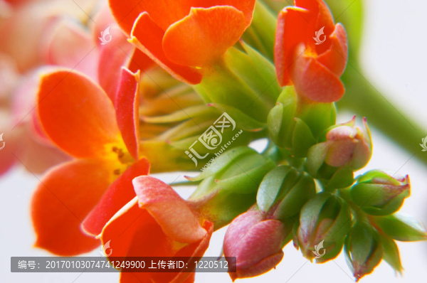 紅色的長(zhǎng)壽花