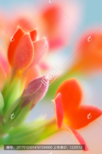 紅色的長(zhǎng)壽花