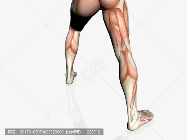 男人的解剖結(jié)構(gòu)。