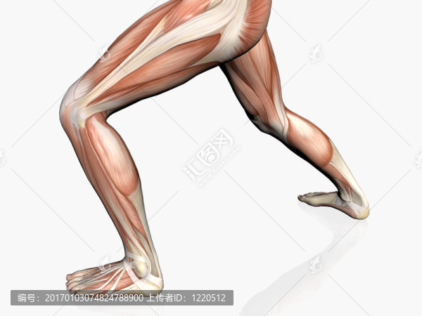男人的解剖結(jié)構(gòu)。