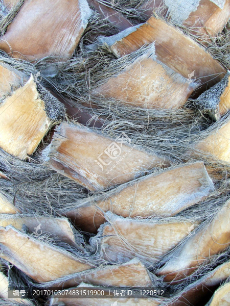 樹棕櫚樹干特寫