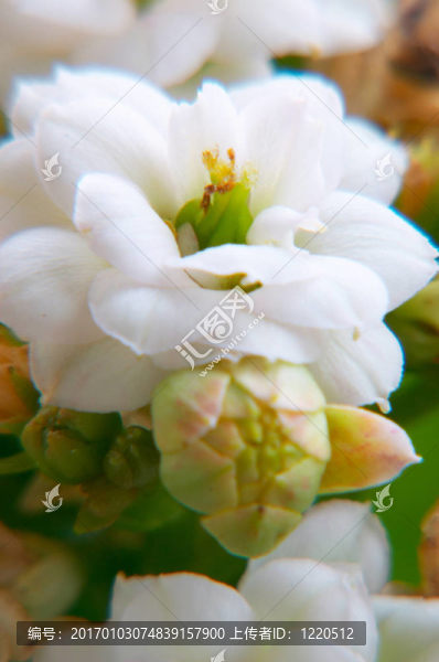 白色的長(zhǎng)壽花
