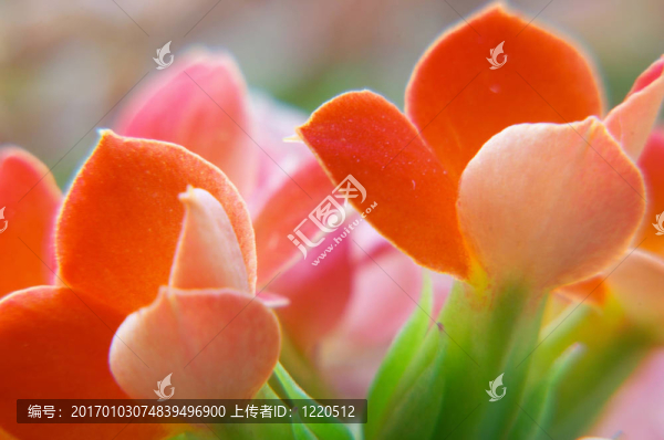 紅色的長壽花