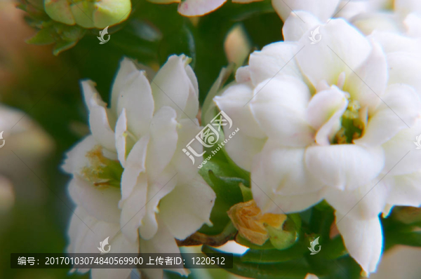 白色的長(zhǎng)壽花