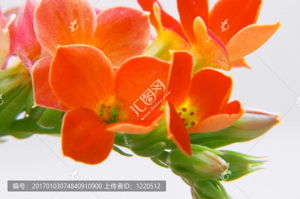 紅色的長壽花