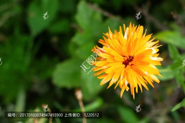 Zinnia,flower。