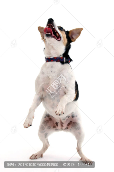 跳舞的狗