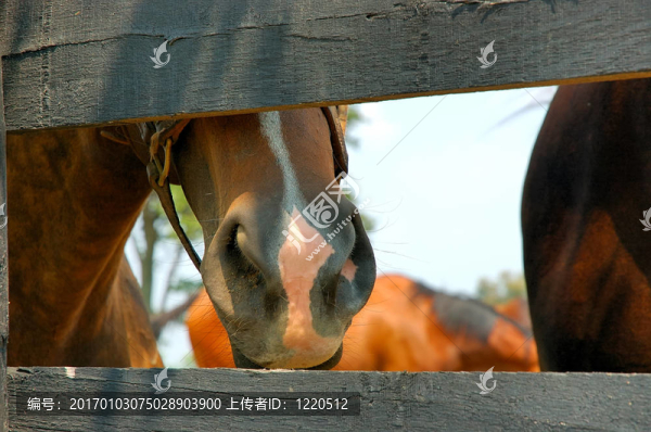 愛(ài)管閑事的馬
