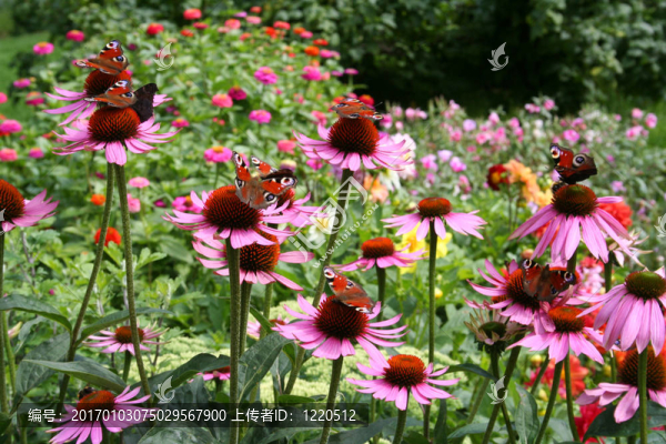 秘密花園