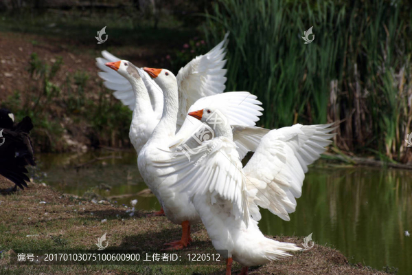 戈斯萊克