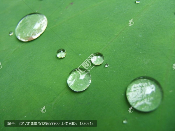 樹(shù)葉上的雨滴