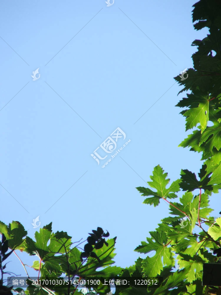 葡萄藤邊