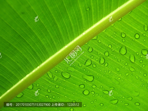 樹葉上的雨滴