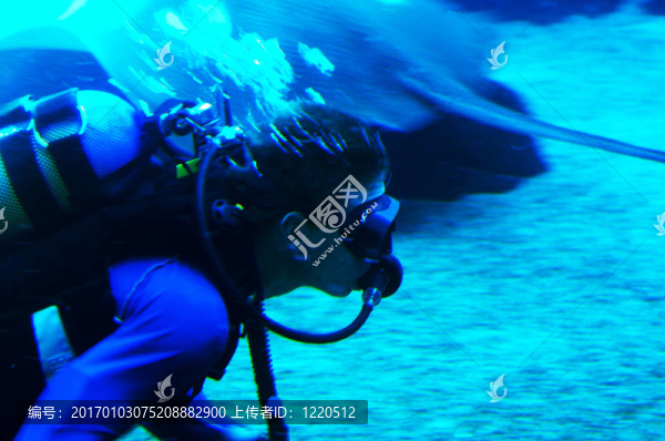 和鯊魚一起潛水