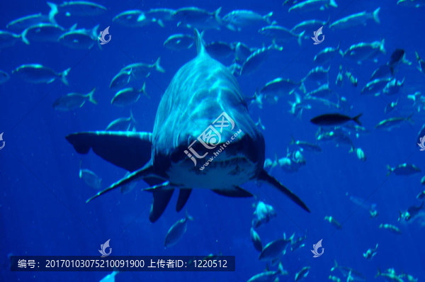 鯊魚發(fā)現(xiàn)2