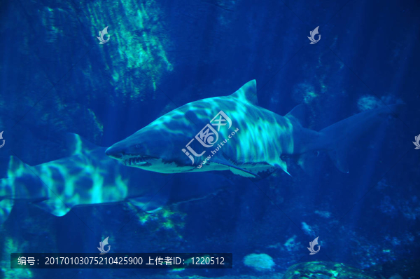 鯊魚發(fā)現(xiàn)3