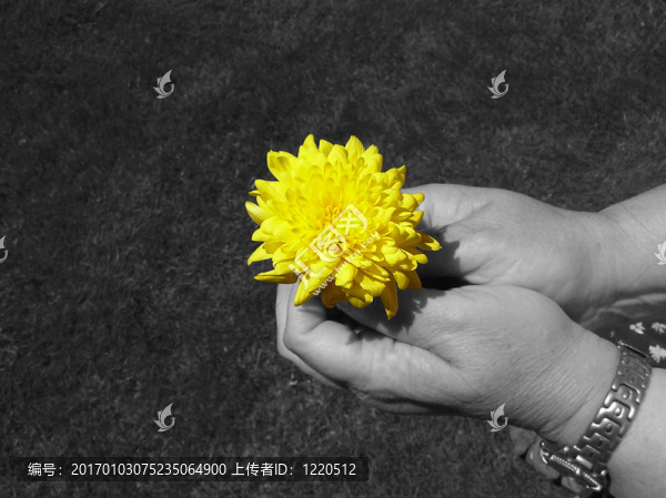 花在黑暗中